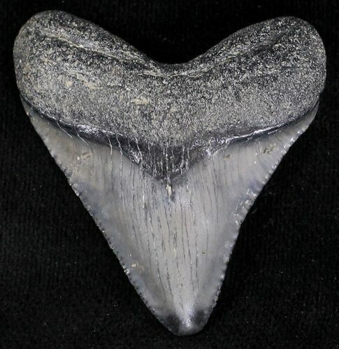 Serrated Juvenile Megalodon Tooth - Florida #21198